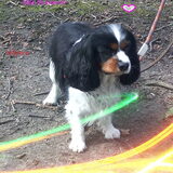 Foto van bassy
