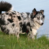 Foto van Angelique; Bruno, Charlie & Fenna