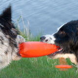 Foto van Angelique; Bruno, Charlie & Fenna