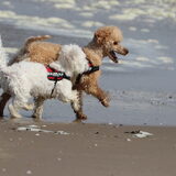 Foto van Inge, baasje van Gina, Flynn en Wobbe