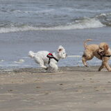 Foto van Inge, baasje van Gina, Flynn en Wobbe