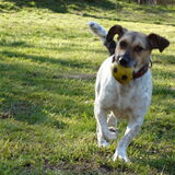 Foto van Ciska en Spanjaardje Moh (Bambi r.i.p.)