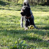 Foto van Ciska en Spanjaardje Moh (Bambi r.i.p.)
