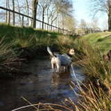 Foto van Ciska en Spanjaardje Moh (Bambi r.i.p.)