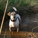 Foto van Ciska en Spanjaardje Moh (Bambi r.i.p.)