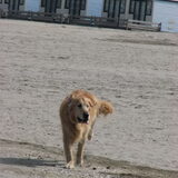 Foto van Wilma en Dobby (RIP)