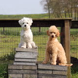 Foto van Inge, baasje van Gina, Flynn en Wobbe