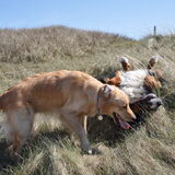 Foto van Lotte en Lola