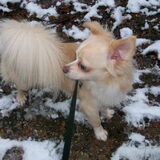 Raar he al die sneeuw!
