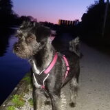 Foto van Ciska en Spanjaardje Moh (Bambi r.i.p.)