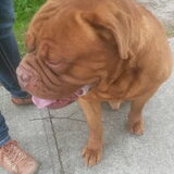 Foto van Lotte en Lola