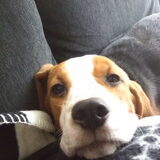 Onze lieve eigenwijze pup
