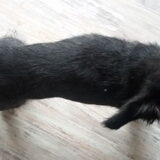 Foto van Ciska en Spanjaardje Moh (Bambi r.i.p.)