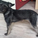 Foto van Ciska en Spanjaardje Moh (Bambi r.i.p.)