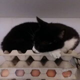 Foto van Michelle, baasje van Scotty en kater Charlie †