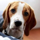 Onze nieuwschierige pup nu een week bij ons. Ze doet het goed en wilt…