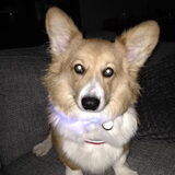 Foto van Corgi Max