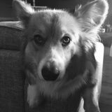 Foto van Corgi Max
