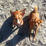 Risa en Fedra ,2 Spaanse geadopteerde hondjes ,die nu heel gelukkig…