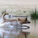 Foto van Dutchshepherdteam