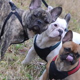 Het leuke trio Bailey, Junior en Finn