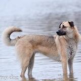 Onbekende hond bij het meer