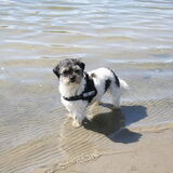 Foto van Lisa; Bobbie, Bentley & Lilly