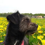 Foto van Ciska en Spanjaardje Moh (Bambi r.i.p.)