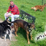 Uitslover ! Numa met drie honden, die samen in een huis wonen en…