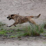 Foto van Dutchshepherdteam