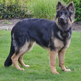 Rody 7 maanden oud