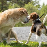 Santi meets Kaya, will you be my friend for-ever?