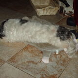 Foto van liesbeth,Turbo,Luna, Levi en Faith