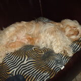 Foto van liesbeth,Turbo,Luna, Levi en Faith