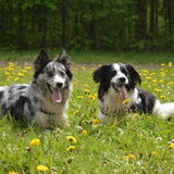 Groene Weelde, 07-05-2015 door Nicole