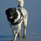 Foto van Sandra, Ozzie (overleden) Iris en Zoë