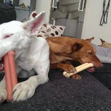 Foto van Team Podenco ( Luuk)