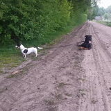 Foto van Liesbeth... Jack - Max † - Blixem