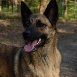 Foto van Dutchshepherdteam