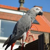 Foto van linneke