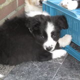 Foto van Lucia, Lizzy & Ziva