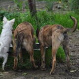 Foto van Dutchshepherdteam