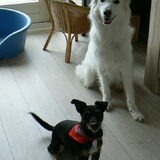 Onze witte herder Joy samen met diesel(hondje van me moeder)