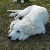 Foto van Dutchshepherdteam
