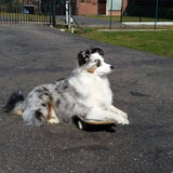 my skaetergirl Khedi toy/mini aussie