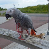Foto van linneke