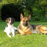 Foto van Petra,  *Lily Jane*   & Jip