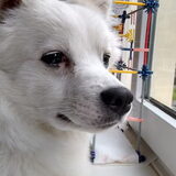 Foto van anja met Bobby(r.i.p. 25-9-25)