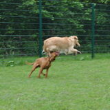 Foto van Lotte en Lola