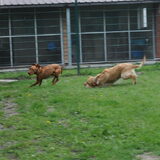 Foto van Lotte en Lola